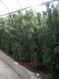 曼地亞紅豆杉十四年樹